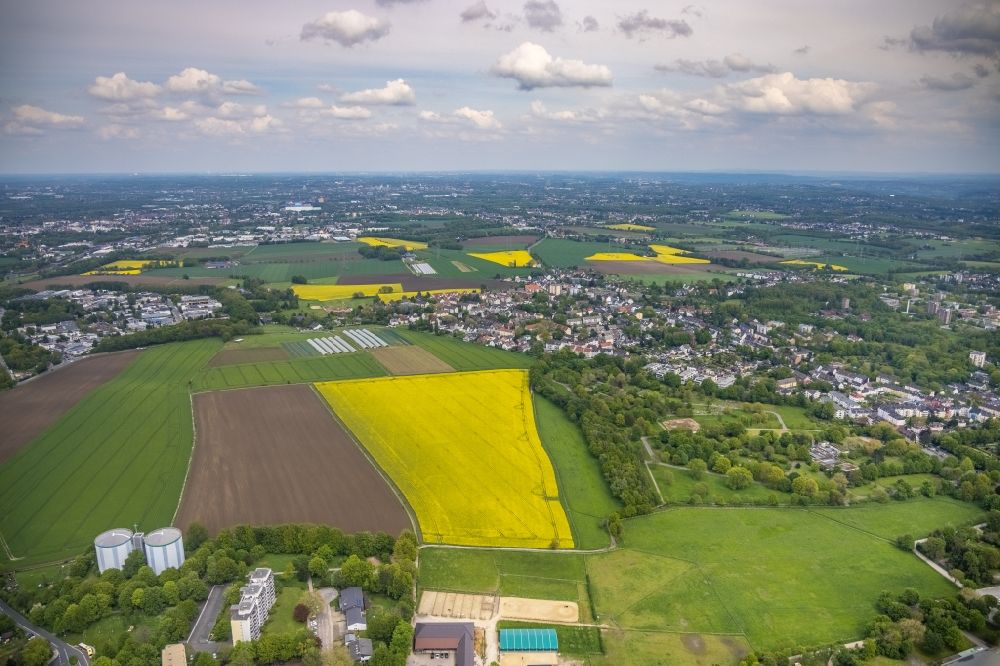 Luftaufnahme Essen - Feld- Landschaft gelb blühender Raps- Blüten im Ortsteil Leithe in Essen im Bundesland Nordrhein-Westfalen, Deutschland