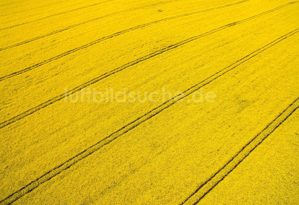 Luftaufnahme Polditz - Feld- Landschaft gelb blühender Raps- Blüten in Polditz im Bundesland Sachsen, Deutschland