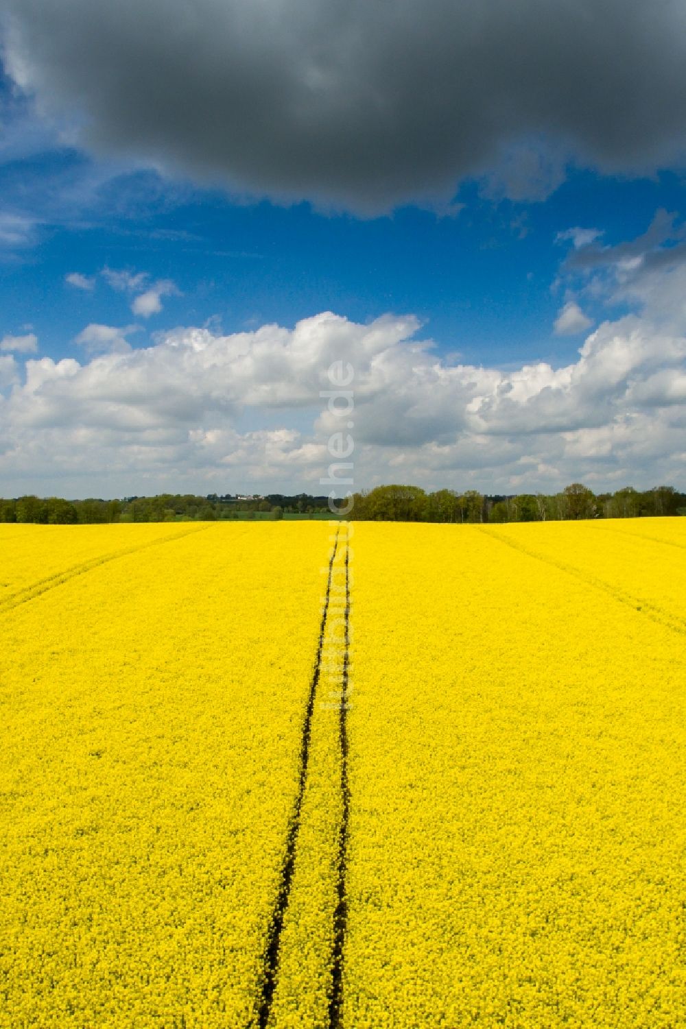 Polditz von oben - Feld- Landschaft gelb blühender Raps- Blüten in Polditz im Bundesland Sachsen, Deutschland