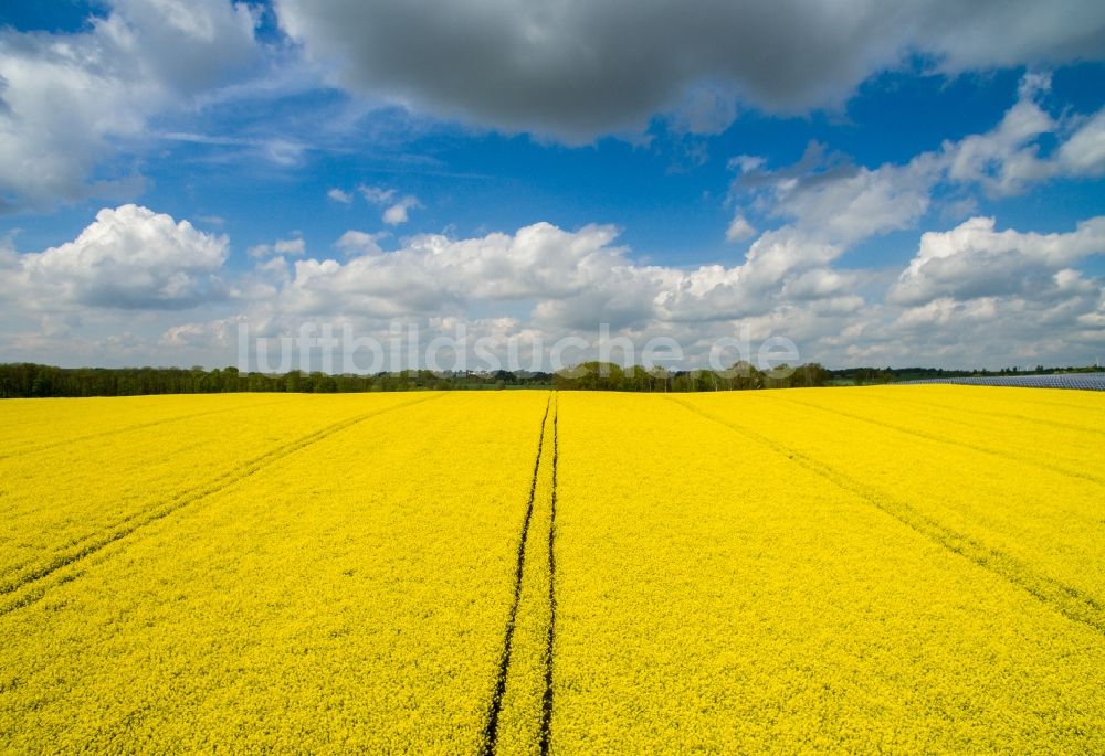 Polditz aus der Vogelperspektive: Feld- Landschaft gelb blühender Raps- Blüten in Polditz im Bundesland Sachsen, Deutschland