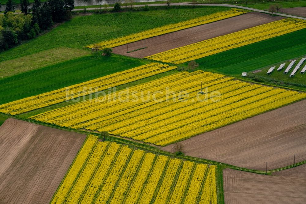 Rheinhausen von oben - Feld- Landschaft gelb blühender Raps- Blüten in Rheinhausen im Bundesland Baden-Württemberg, Deutschland