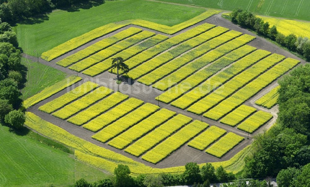 Röjtökmuzsaj von oben - Feld- Landschaft gelb blühender Raps- Blüten in Röjtökmuzsaj in Györ-Moson-Sopron, Ungarn