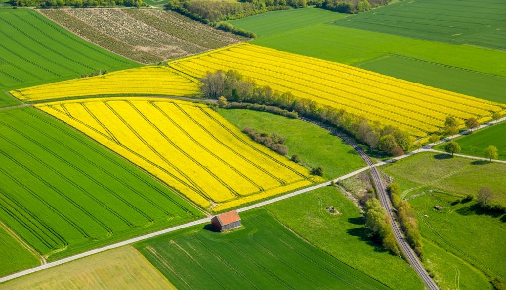Rüthen von oben - Feld- Landschaft gelb blühender Raps- Blüten in Rüthen im Bundesland Nordrhein-Westfalen, Deutschland