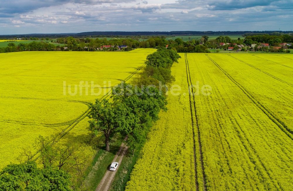 Luftaufnahme Sachsendorf - Feld- Landschaft gelb blühender Raps- Blüten in Sachsendorf im Bundesland Brandenburg, Deutschland