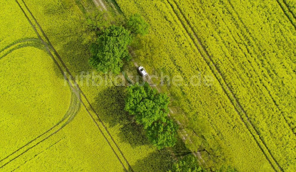 Luftbild Sachsendorf - Feld- Landschaft gelb blühender Raps- Blüten in Sachsendorf im Bundesland Brandenburg, Deutschland