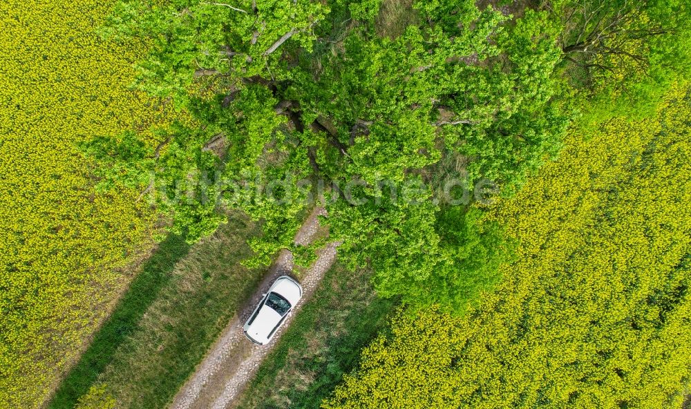 Sachsendorf von oben - Feld- Landschaft gelb blühender Raps- Blüten in Sachsendorf im Bundesland Brandenburg, Deutschland