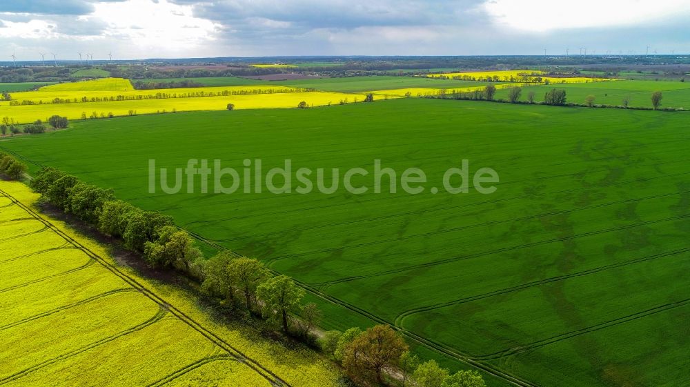 Luftaufnahme Sachsendorf - Feld- Landschaft gelb blühender Raps- Blüten in Sachsendorf im Bundesland Brandenburg, Deutschland