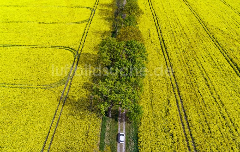 Sachsendorf von oben - Feld- Landschaft gelb blühender Raps- Blüten in Sachsendorf im Bundesland Brandenburg, Deutschland