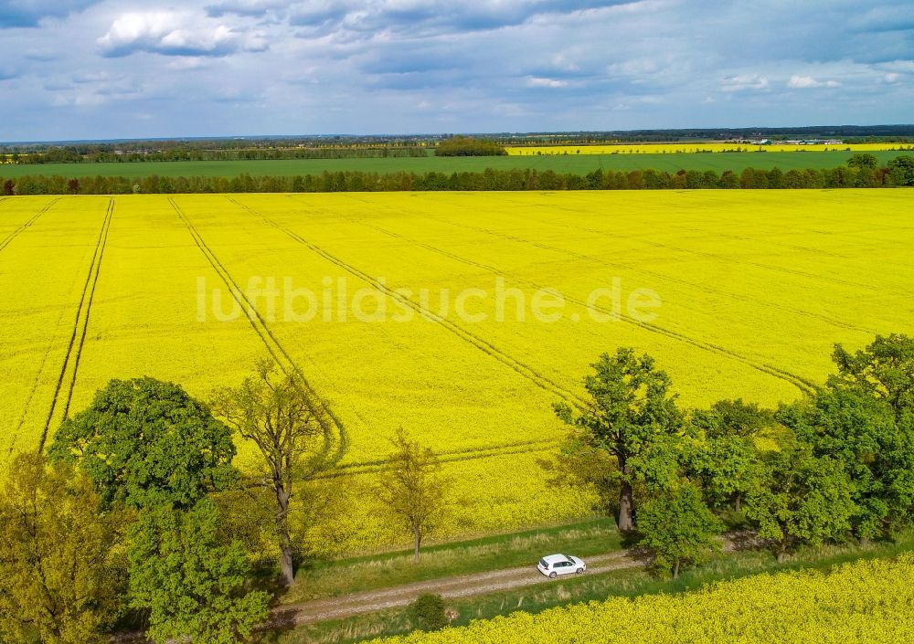 Sachsendorf aus der Vogelperspektive: Feld- Landschaft gelb blühender Raps- Blüten in Sachsendorf im Bundesland Brandenburg, Deutschland