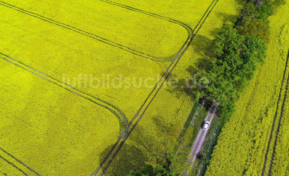 Luftbild Sachsendorf - Feld- Landschaft gelb blühender Raps- Blüten in Sachsendorf im Bundesland Brandenburg, Deutschland