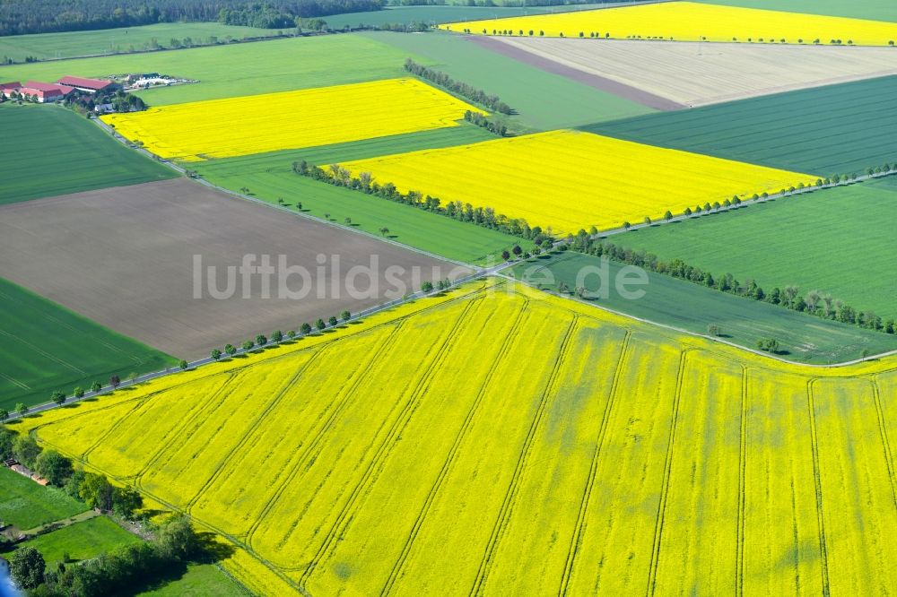 Schmannewitz von oben - Feld- Landschaft gelb blühender Raps- Blüten in Schmannewitz im Bundesland Sachsen, Deutschland