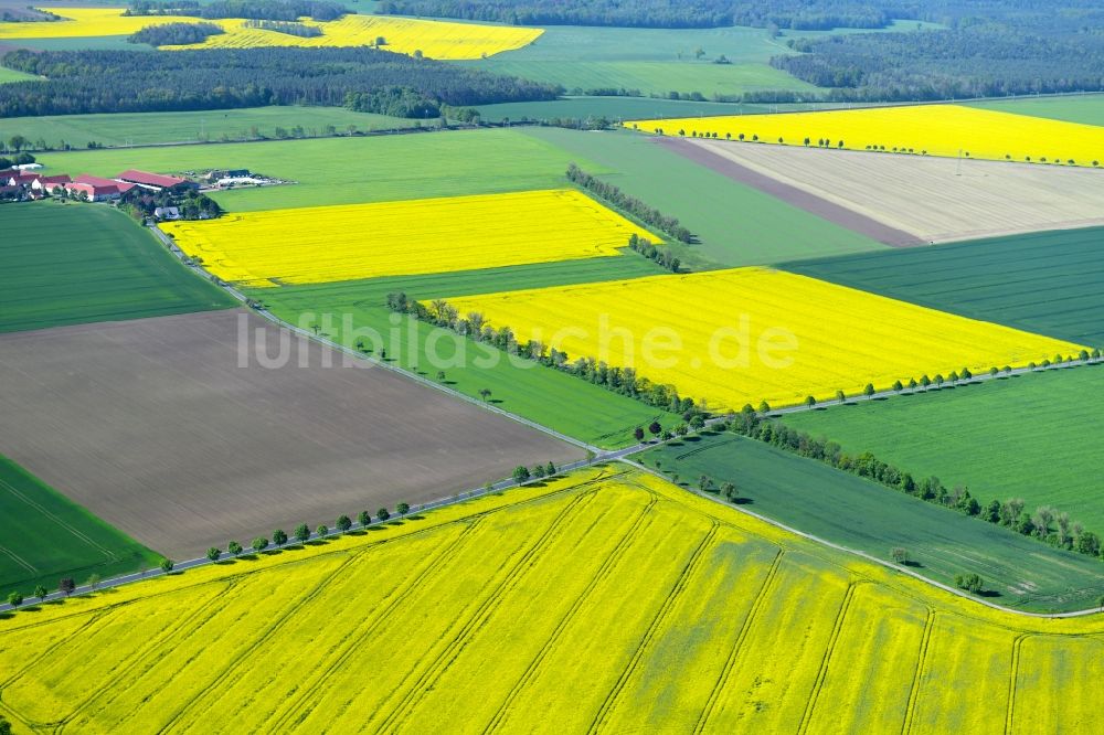 Schmannewitz aus der Vogelperspektive: Feld- Landschaft gelb blühender Raps- Blüten in Schmannewitz im Bundesland Sachsen, Deutschland