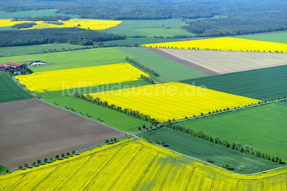Luftbild Schmannewitz - Feld- Landschaft gelb blühender Raps- Blüten in Schmannewitz im Bundesland Sachsen, Deutschland