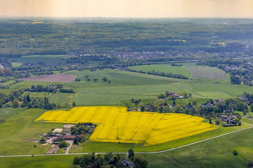 Luftbild Selbeck - Feld- Landschaft gelb blühender Raps- Blüten in Selbeck im Bundesland Nordrhein-Westfalen, Deutschland