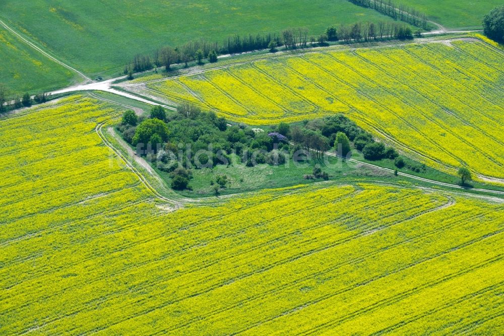 Luftaufnahme Weesow - Feld- Landschaft gelb blühender Raps- Blüten in Weesow im Bundesland Brandenburg, Deutschland