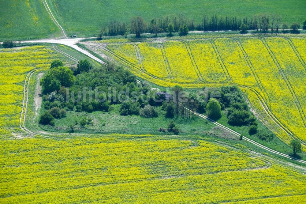 Weesow von oben - Feld- Landschaft gelb blühender Raps- Blüten in Weesow im Bundesland Brandenburg, Deutschland