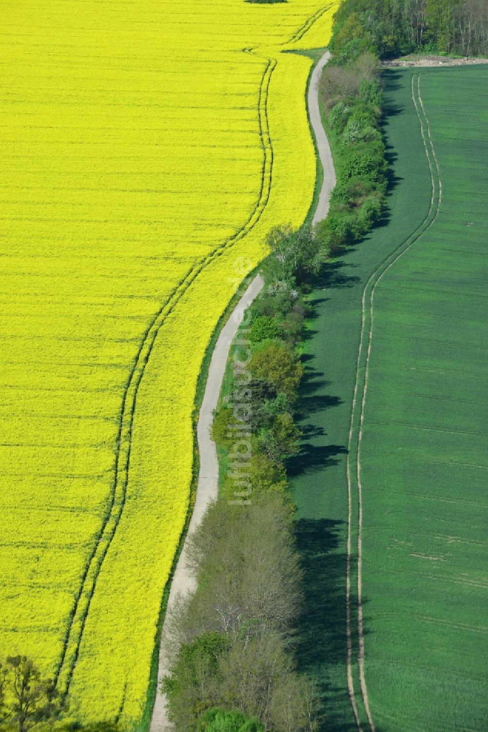 Luftbild Werneuchen, Hirschfelde - Feld- Landschaft gelb blühender Raps- Blüten in Werneuchen, Hirschfelde im Bundesland Brandenburg