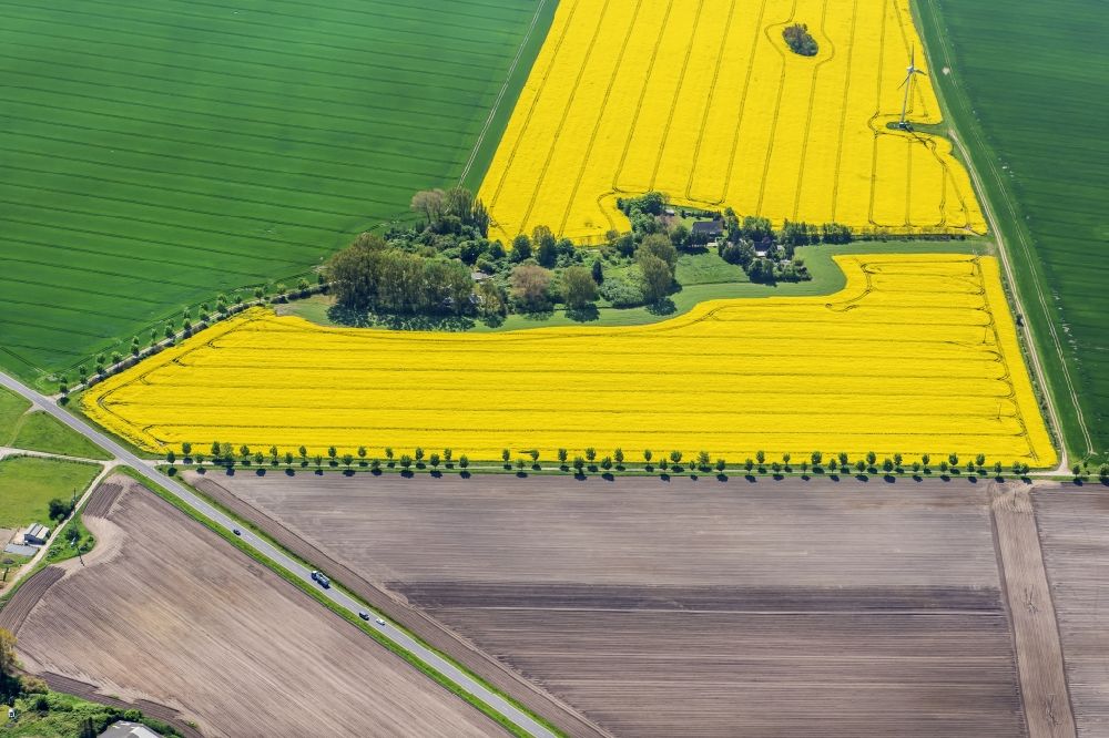 Wiek von oben - Feld- Landschaft gelb blühender Raps- Blüten in Wiek im Bundesland Mecklenburg-Vorpommern, Deutschland