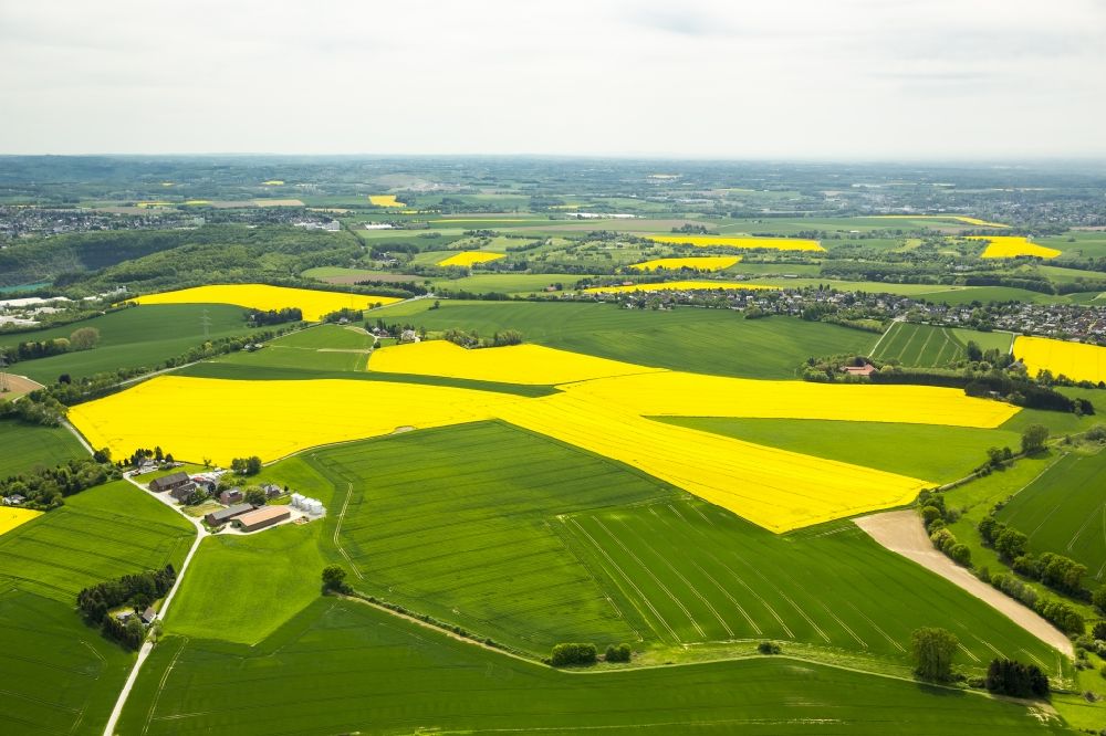 Wülfrath aus der Vogelperspektive: Feld- Landschaft gelb blühender Raps- Blüten in Wülfrath im Bundesland Nordrhein-Westfalen