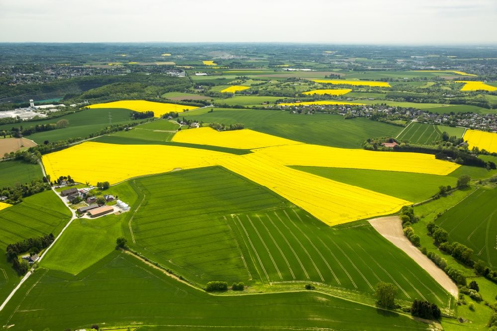 Luftbild Wülfrath - Feld- Landschaft gelb blühender Raps- Blüten in Wülfrath im Bundesland Nordrhein-Westfalen