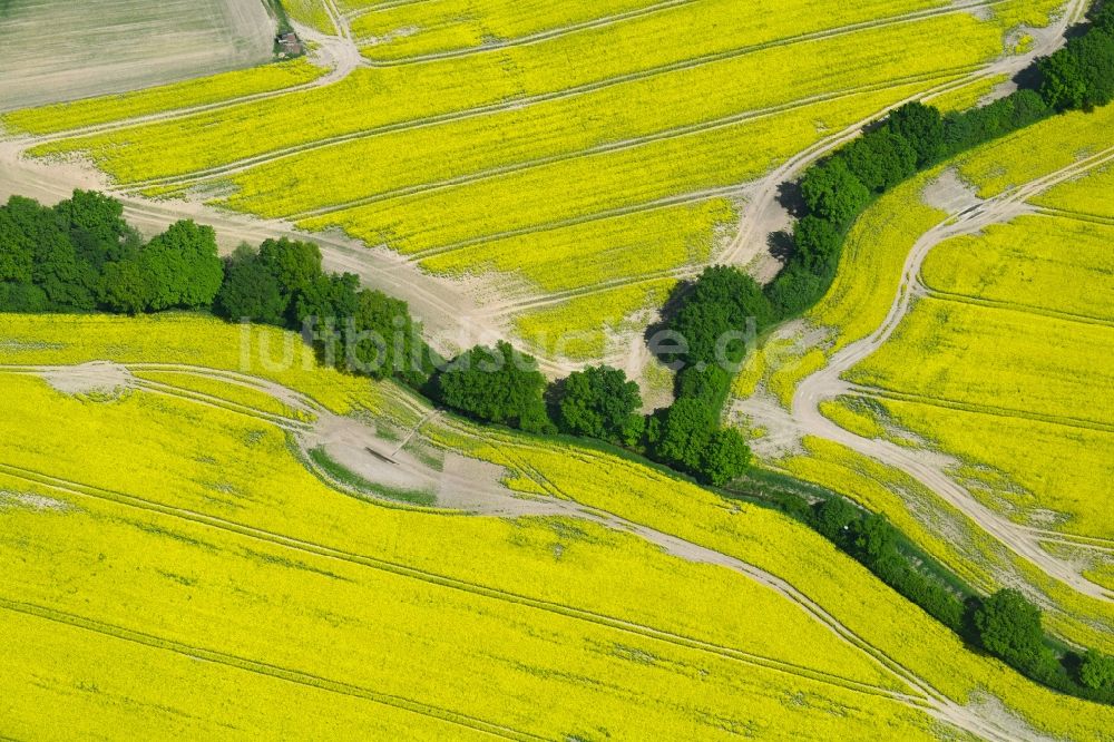 Luftbild Zarpen - Feld- Landschaft gelb blühender Raps- Blüten in Zarpen im Bundesland Schleswig-Holstein, Deutschland