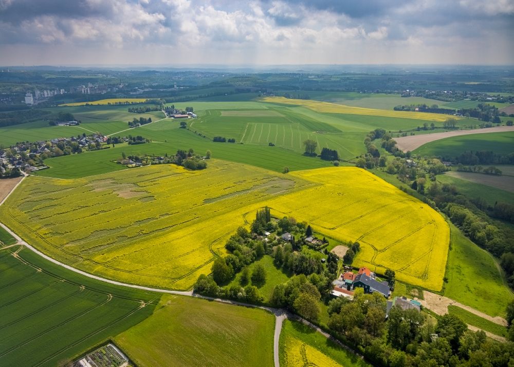 Luftaufnahme Zwingenberg - Feld- Landschaft gelb blühender Raps- Blüten in Zwingenberg im Bundesland Nordrhein-Westfalen, Deutschland