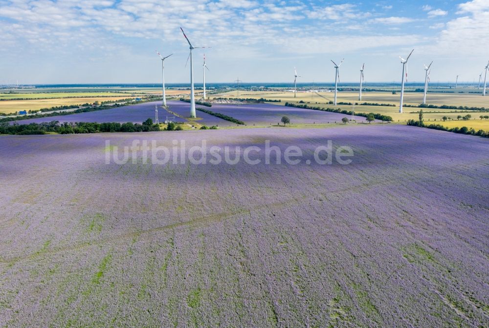 Wörlitz aus der Vogelperspektive: Feld- Landschaft lila violett blühender Zwischenfrucht- Blüten in Wörlitz im Bundesland Sachsen-Anhalt, Deutschland