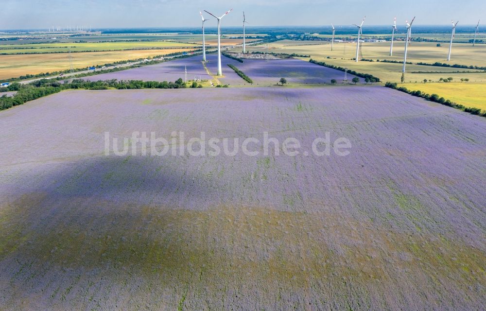 Luftbild Wörlitz - Feld- Landschaft lila violett blühender Zwischenfrucht- Blüten in Wörlitz im Bundesland Sachsen-Anhalt, Deutschland