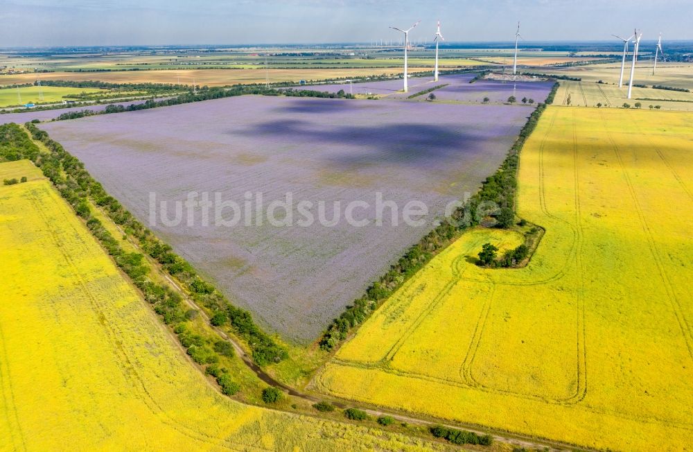 Wörlitz aus der Vogelperspektive: Feld- Landschaft lila violett blühender Zwischenfrucht- Blüten in Wörlitz im Bundesland Sachsen-Anhalt, Deutschland