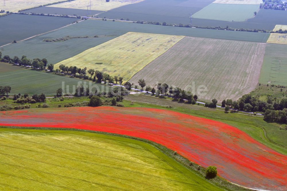 Luftbild Altlandsberg - Feld- Landschaft rot blühender Mohn- Blüten in Altlandsberg im Bundesland Brandenburg, Deutschland