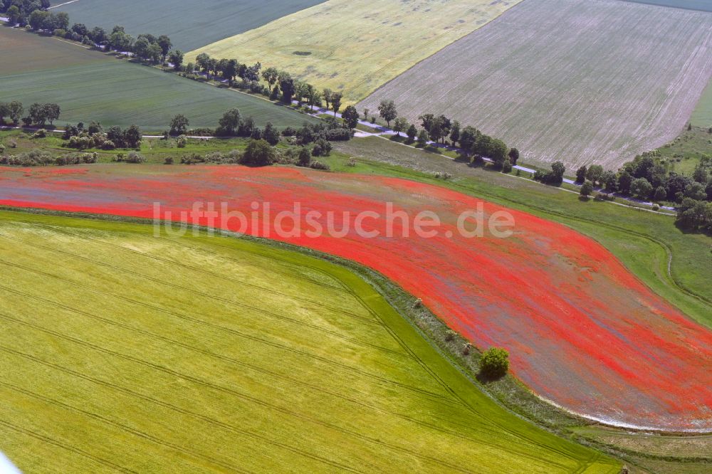 Luftaufnahme Altlandsberg - Feld- Landschaft rot blühender Mohn- Blüten in Altlandsberg im Bundesland Brandenburg, Deutschland