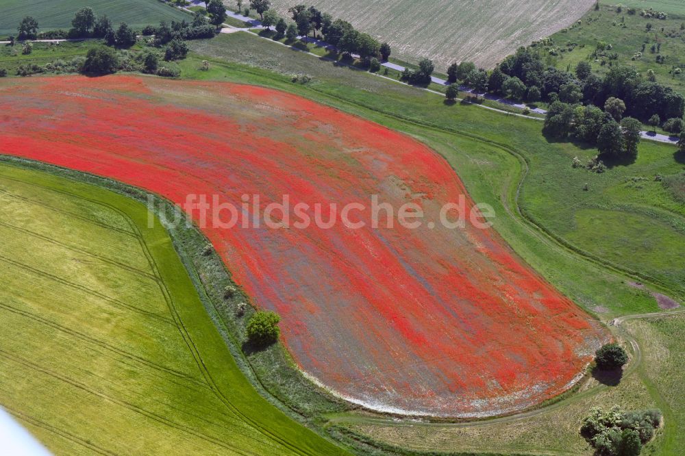 Altlandsberg von oben - Feld- Landschaft rot blühender Mohn- Blüten in Altlandsberg im Bundesland Brandenburg, Deutschland