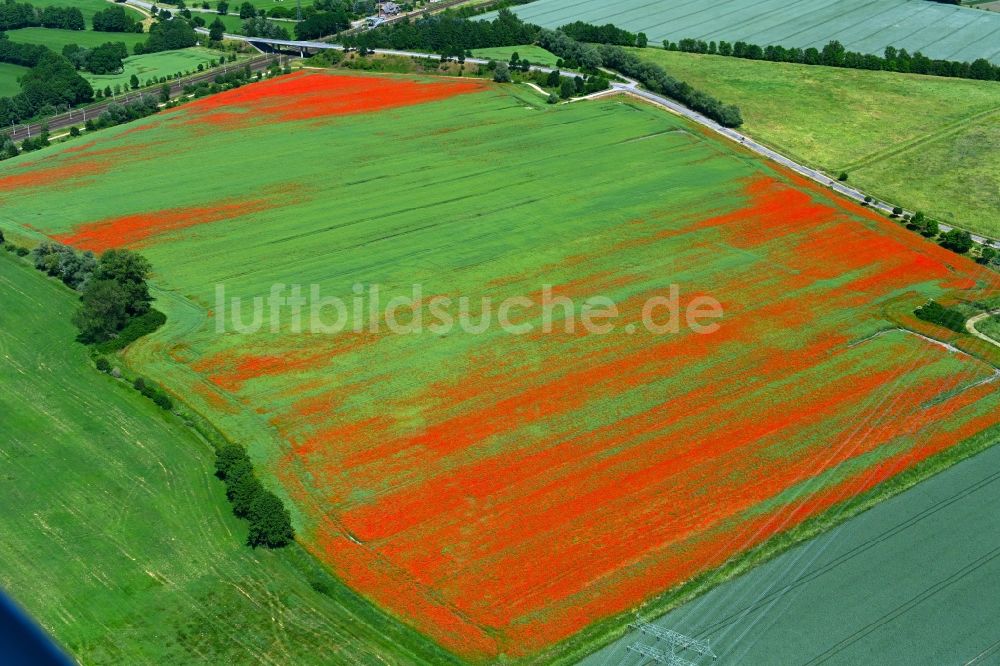 Insel aus der Vogelperspektive: Feld- Landschaft rot blühender Mohn- Blüten in Insel im Bundesland Sachsen-Anhalt, Deutschland