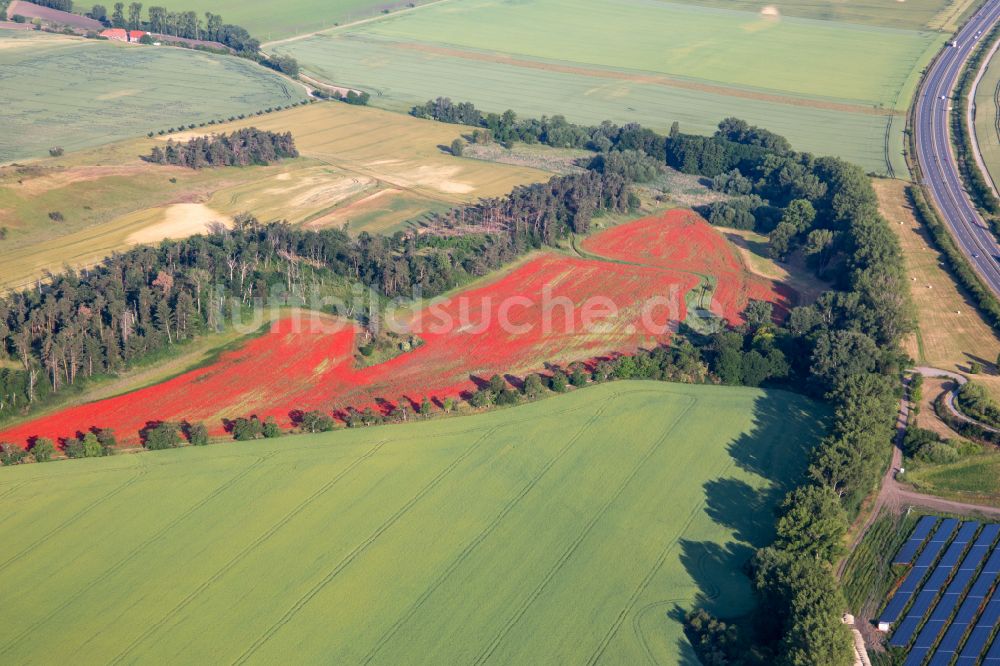 Luftbild Westerhausen - Feld- Landschaft rot blühender Mohn- Blüten in Westerhausen im Bundesland Sachsen-Anhalt, Deutschland
