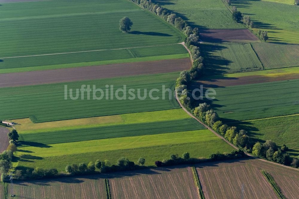 Salem aus der Vogelperspektive: Felder und Landwirtschaftsflächen in Salem im Bundesland Baden-Württemberg, Deutschland