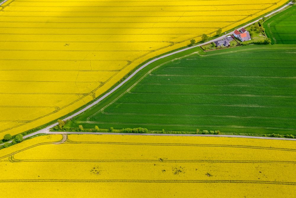 Luftaufnahme Bad Sassendorf - Feldlandschaft gelb blühender Rapsblüten in Bad Sassendorf im Bundesland Nordrhein-Westfalen, Deutschland