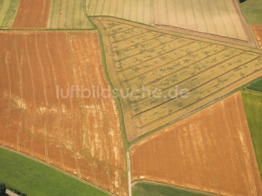 Stühlingen OT Weizen von oben - Feldstrukturen bei Weizen im Bundesland Baden-Württemberg
