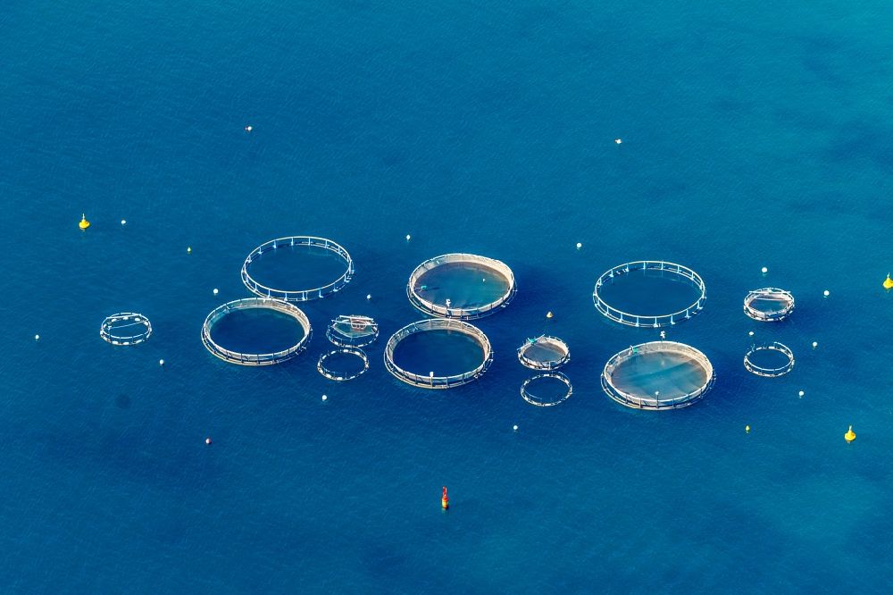 Luftaufnahme Andratx - Fischfarm im Ortsteil Port Andfratx in Andratx auf der balearischen Mittelmeerinsel Mallorca, Spanien, Fischzucht