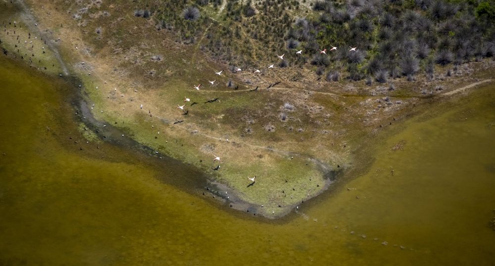 Saintes-Maries-de-la-Mer aus der Vogelperspektive: Flamingos über dem Brackwasser der Rhone- Mündung der Camargue in Saintes-Maries-de-la-Mer in Frankreich