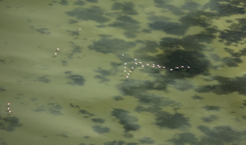 Luftaufnahme Saintes-Maries-de-la-Mer - Flamingos über dem Brackwasser der Rhone- Mündung der Camargue in Saintes-Maries-de-la-Mer in Frankreich