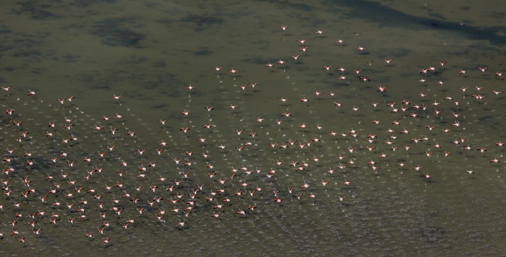 Saintes-Maries-de-la-Mer von oben - Flamingos auf der Rhone- Mündung der Camargue in Saintes-Maries-de-la-Mer in Frankreich