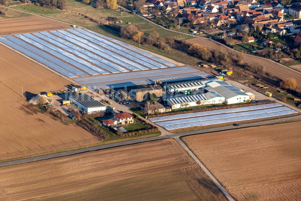 Luftbild Freisbach - Folien über in den Ackerreihen zur Gemüsezucht der Grafenländer Gemüse in Freisbach im Bundesland Rheinland-Pfalz, Deutschland