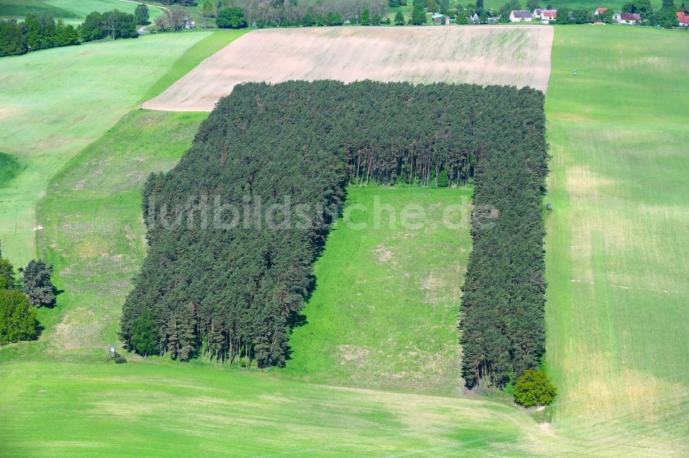 Altthymen aus der Vogelperspektive: Forstgebiete in einem Waldgebiet auf einem Feld in Altthymen im Bundesland Brandenburg, Deutschland