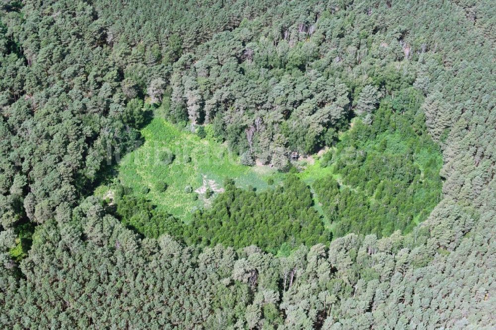 Spreeau aus der Vogelperspektive: Forstgebiete in einem Waldgebiet mit Lichtung in Spreeau im Bundesland Brandenburg, Deutschland