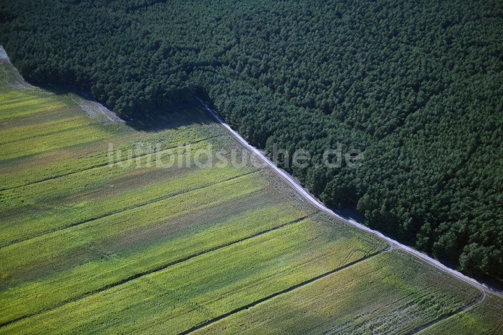 Luftaufnahme Nuthe-Urstromtal - Forstgebiete in einem Waldgebiet in Nuthe-Urstromtal im Bundesland Brandenburg, Deutschland