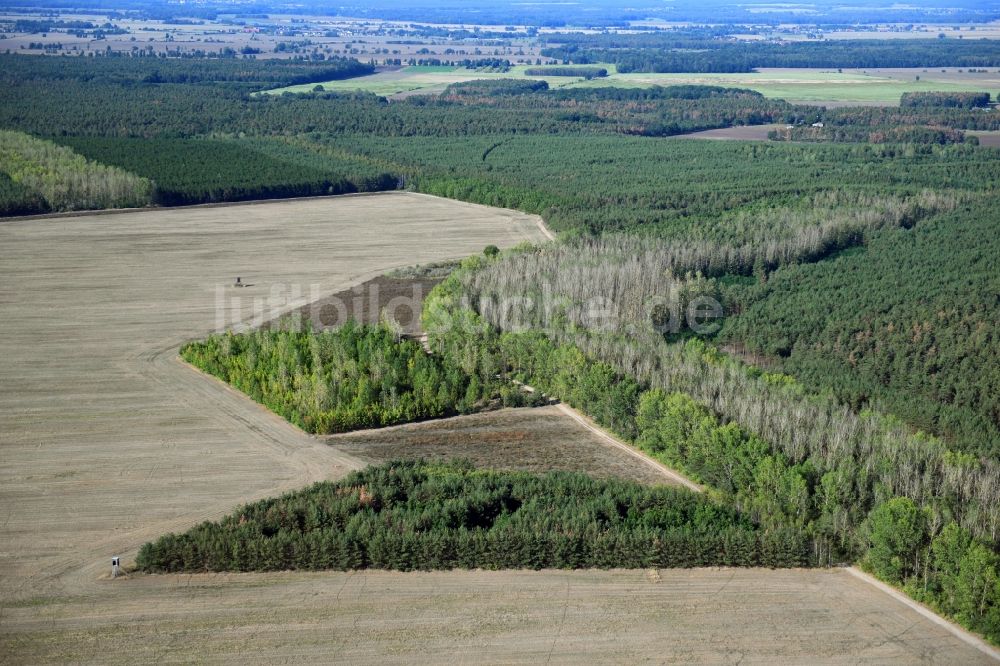 Luftaufnahme Radis - Forstgebiete in einem Waldgebiet in Radis im Bundesland Sachsen-Anhalt, Deutschland