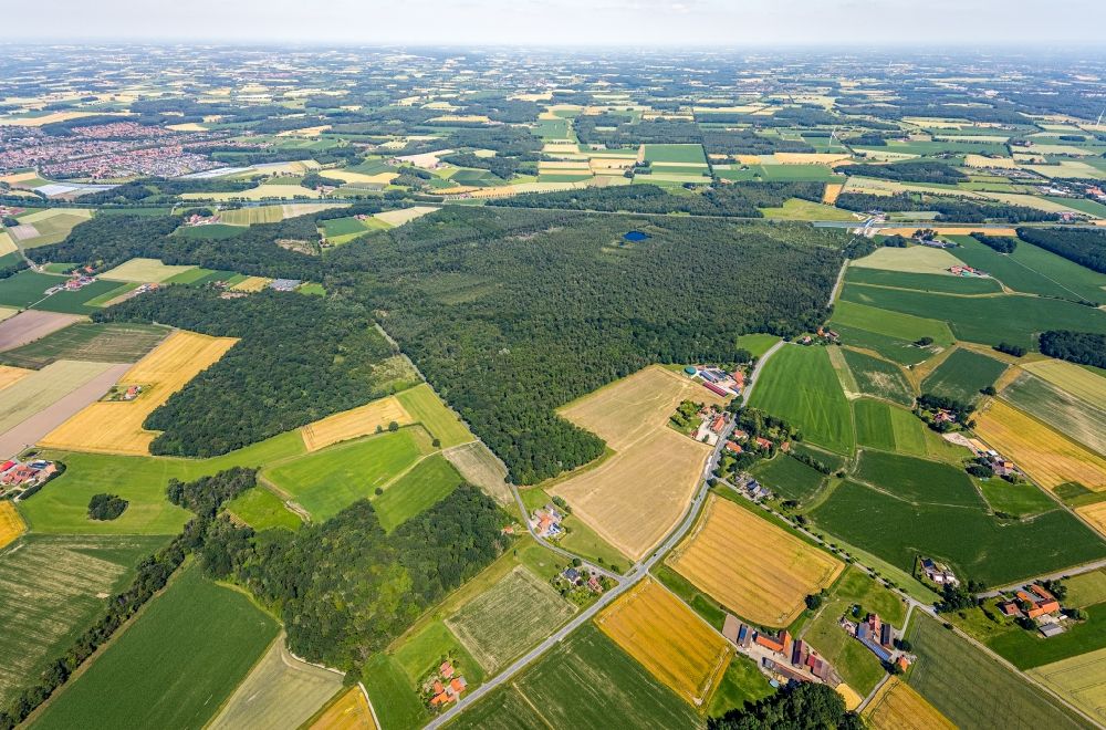 Senden von oben - Forstgebiete in einem Waldgebiet Venner Moor in Senden im Bundesland Nordrhein-Westfalen, Deutschland