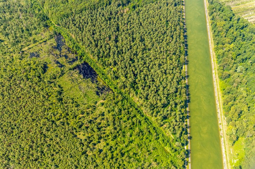 Luftaufnahme Senden - Forstgebiete in einem Waldgebiet Venner Moor in Senden im Bundesland Nordrhein-Westfalen, Deutschland
