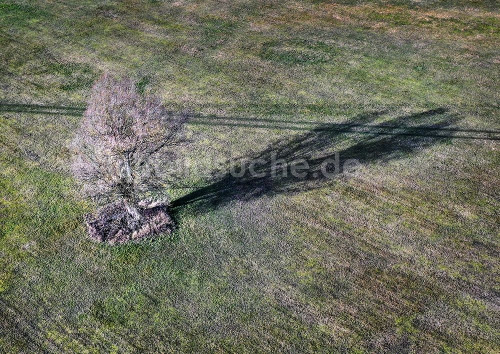 Luftaufnahme Moenchwinkel - Freistehender Baum auf einer Wiese bei Moenchwinkel im Bundesland Brandenburg, Deutschland