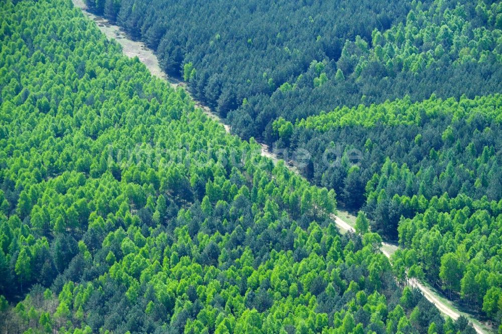 Luftbild Mühlenbecker Land - Frühjahrs - Baumspitzen in einem Waldgebiet in Mühlenbecker Land im Bundesland Brandenburg, Deutschland